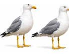 Seagulls